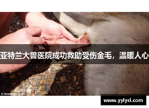 亚特兰大兽医院成功救助受伤金毛，温暖人心